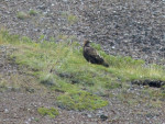 Denali NP: Golden eagle of steenarend
